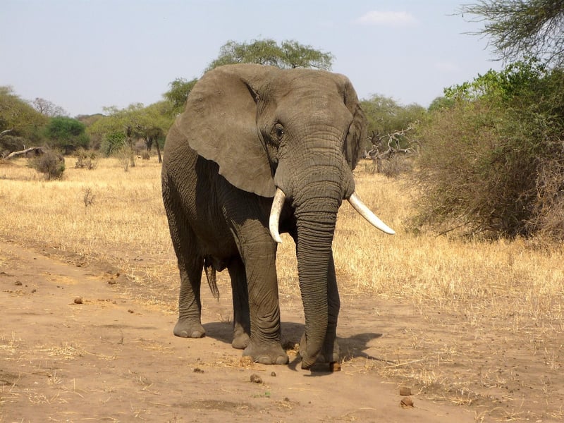 Elephants in Africa